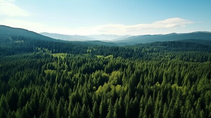 green pine forest aerial view in summer.