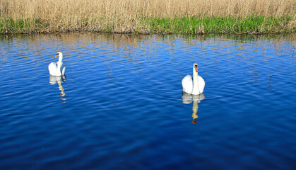 A pair of great white whooper swans swims in a lake with reflection in the water. Beautiful, noble,...