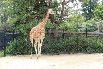 giraffe in the zoo Giraffe: The magic of nature in amazing shots. A large giraffe. Giraffe walking....