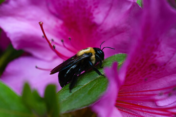 Bumblebee on Pink Azalea Bush Flower Spring Garden 