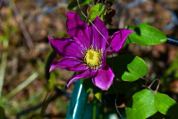 Dark Purple Clematis Vine Flower Spring Garden