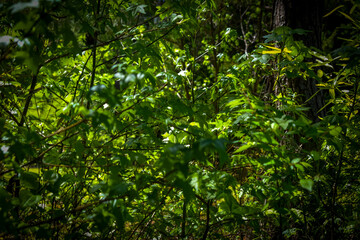 Looking Through A Thicket of New Tree Saplings