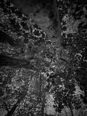 Grayscale Forest Treetop Canopy