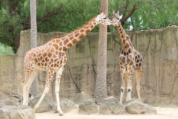 giraffe eating grass Giraffe: The magic of nature in amazing shots A large giraffe. Giraffe...