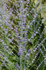 Blauraute,  Perovskia atriplicifolia,  'Blue Spire'