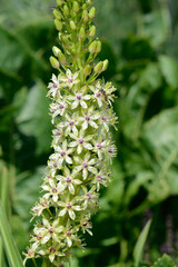Ananaslilie,  Schopflilie,  Eucomis pallidiflora,  Blüte,  Blütenstand,  Einzelpflanze