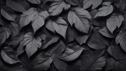 Noir Elegance, Close-Up of Black Fallen Leaves on a Sophisticated Charcoal Background.
