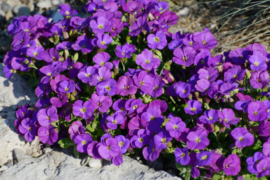 Blaukissen, Kitte, Aubrieta gracilis, Kitte