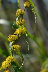 Band- Goldrute, Solidago caesia