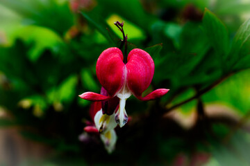 Bright Red Bleeding Hearts Flowers Spring Garden