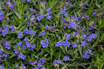 Blaurote Steinsame,  Aegonychon purpurocaeruleum