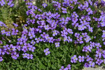 Obraz premium Blaukissen, Gartenblaukissen, Hürt, Aubrieta -Hybride, Aubrietien