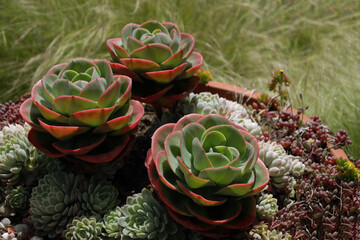 Succulent plant with beautiful leaves