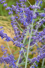 Fototapeta premium Blauraute, Perovskia atriplicifolia, Filigran