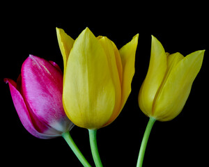 tulip flowers grow on a black background