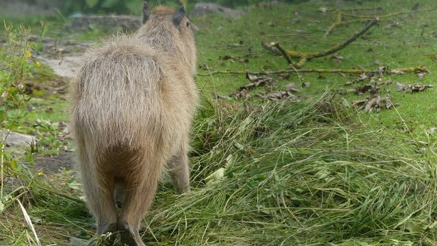 capybara (Hydrochoerus hydrochaeris)