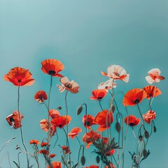 Fototapeta premium Delicate Red Poppies Clear Blue Sky Contrast