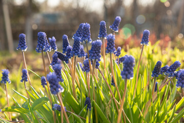 Muscari, viper onion, mouse hyacinth, spring flower
