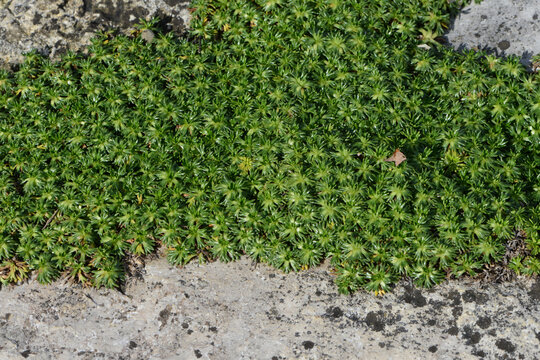 Flachwüchsiger, polsterbildender Andenpolster, Azorella trifurcata, Pflanzen in einem Steingarten