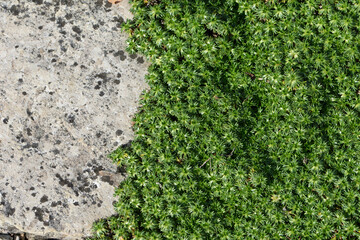 Flachwüchsiger, polsterbildender Andenpolster, Azorella trifurcata, Pflanzen in einem Steingarten © Peter Oetelshofen