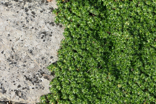 Flachwüchsiger, polsterbildender Andenpolster, Azorella trifurcata, Pflanzen in einem Steingarten