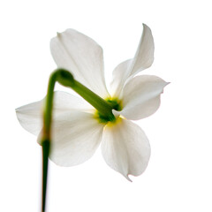 narcissus flowers growing on a white background