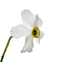 Fototapeta na wymiar narcissus flowers growing on a white background