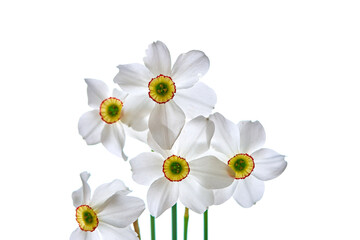 narcissus flowers growing on a white background