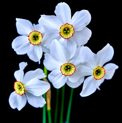 narcissus flowers grow on a black background