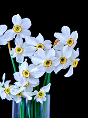 narcissus flowers grow on a black background