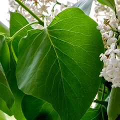 green lilac leaves as a background for artists