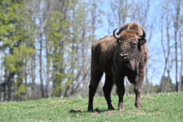 American bison 