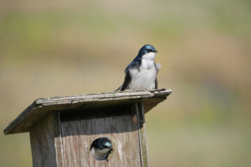Tree swallows at a birdhouse during a spring season at the Pitt River Dike Scenic Point in Pitt Meadows, British Columbia, Canada