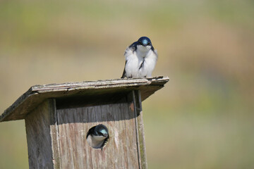 Tree swallows at a birdhouse during a spring season at the Pitt River Dike Scenic Point in Pitt...