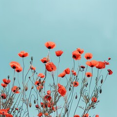 Delicate Red Poppies Clear Blue Sky Contrast