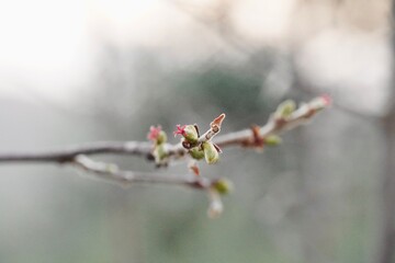 Hazel branch in flower (Corylus avellana).
