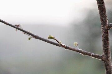 Hazel branch in flower (Corylus avellana).
