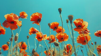 Obraz premium Delicate Red Poppies Clear Blue Sky Contrast