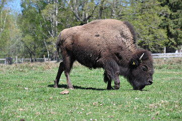 American bison eating grass in its habitat
