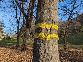 Tree with yellow line painted on trunk - 794365622