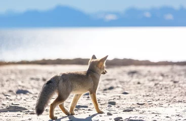 Wandcirkels plexiglas Fox in Patagonia © Galyna Andrushko