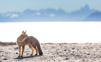 Naklejka premium Fox in Patagonia