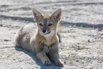 Foto auf Acrylglas Fox in Patagonia © Galyna Andrushko