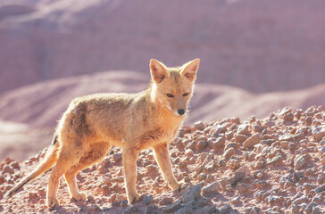 Obraz premium Fox in Patagonia