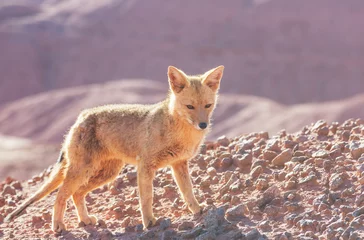 Foto auf Alu-Dibond Fox in Patagonia © Galyna Andrushko