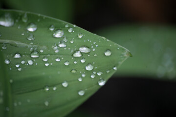 leaf with drops