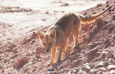 Foto auf Alu-Dibond Fox in Patagonia © Galyna Andrushko