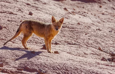 Rollo Fox in Patagonia © Galyna Andrushko