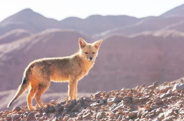 Wandaufkleber Fox in Patagonia © Galyna Andrushko