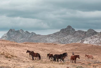 Fensteraufkleber Horse in mountains © Galyna Andrushko